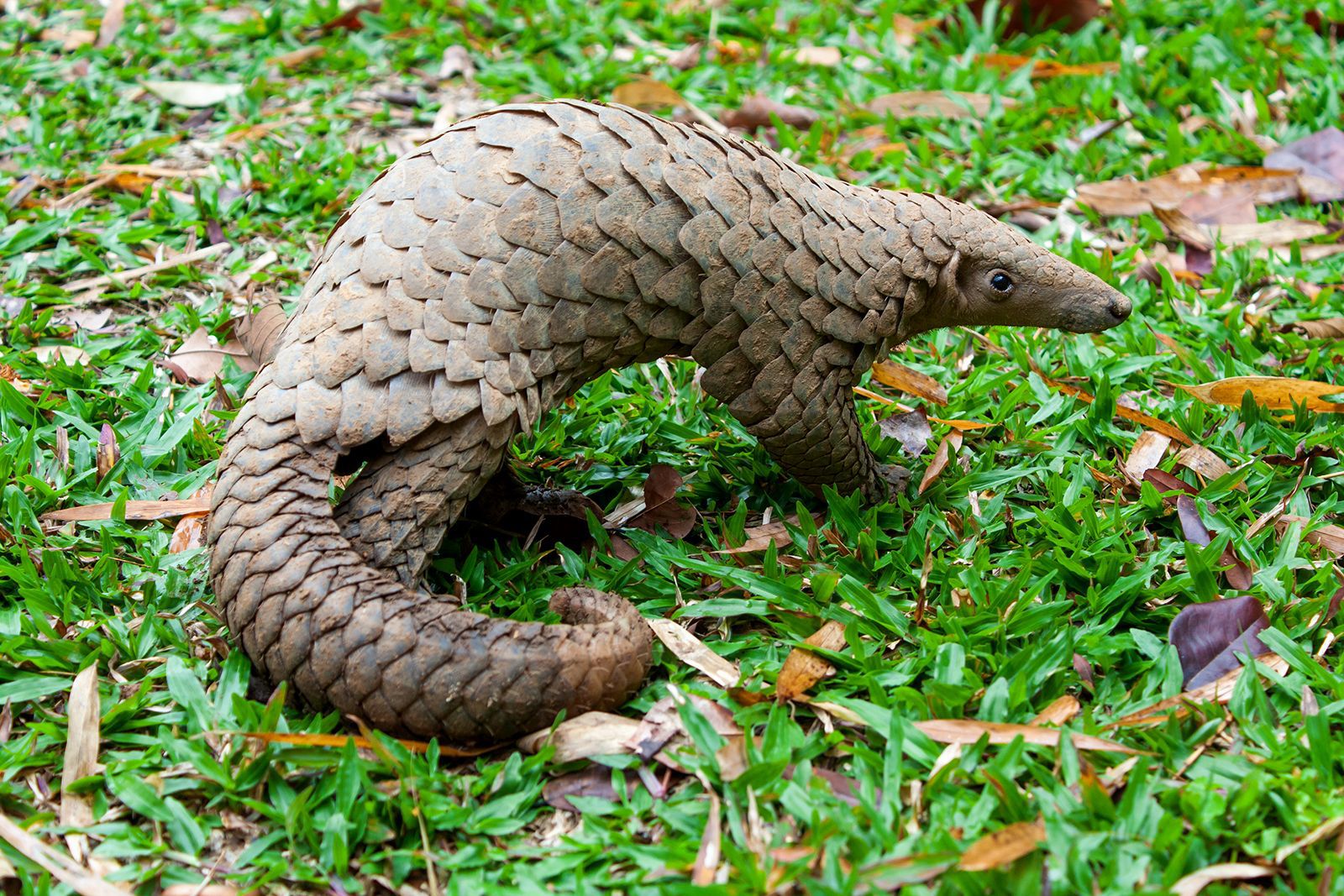THE TRENDS OF WILDLIFE CRIME IN MALAWI